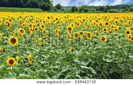 Vast Field Cultivated With Large And Yellow Sunflowers