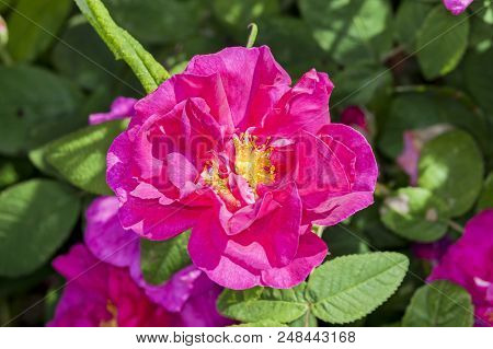 Rose Gallica Var. Officinalis A Springtime Summer Red Flower Shrub Coomonly Knowm As Old Red Damask