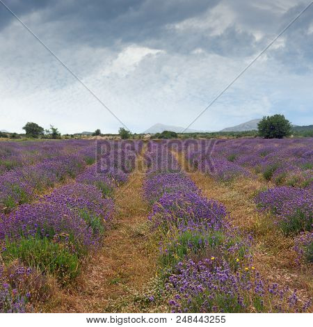 Beautiful Atmospheric Landscape With A Field Of Lavender.  Dinaric Alps,  Bosnia And Herzegovina, Re