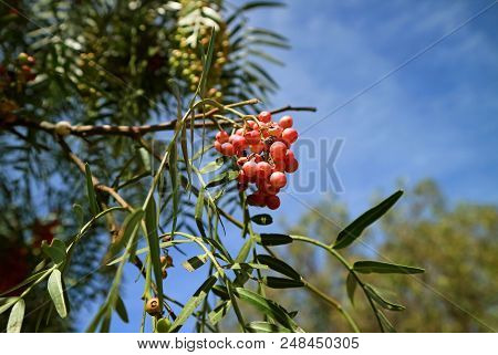 Bunch Of Bright Pink Color Fruits Of Schinus Molle Or Peruvian Pepper On The Tree Against Sunny Blue