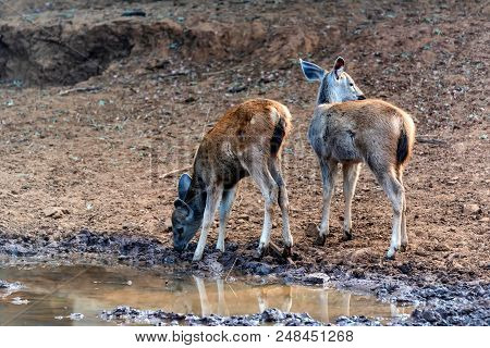 Sambar Deer Or Rusa Unicolor Cubs Drink From River