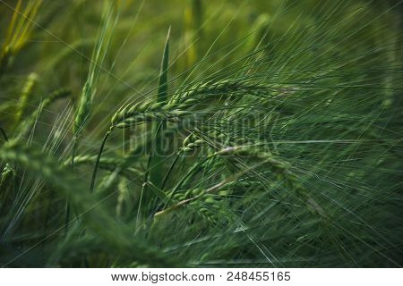 Wheat Ear At Sunset. Agriculture. Wheat Field. Summer Harvest Macro