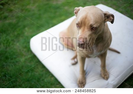 Top View Close Up Head Shot Of Pit Bull Dog Sitting On A White Mattress