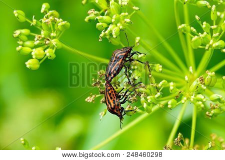 Closeup View Of The Italian Striped Bug Graphosoma Lineatum Italicum Mating On Blurred Green Backgro