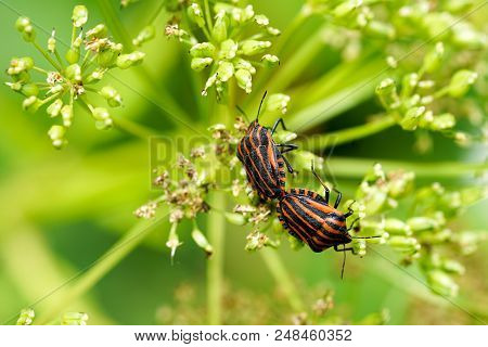 Closeup View Of The Italian Striped Bug Graphosoma Lineatum Italicum Mating On Blurred Green Backgro