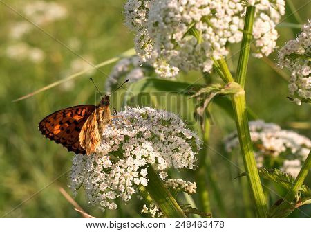 Silver-washed Fritillary Butterfly -argynnis Paphia- With Open Wings Sunbathing On A White Field Flo