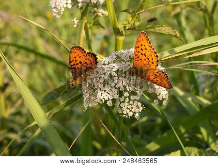 Silver-washed Fritillary Butterfly -argynnis Paphia- With Open Wings Sunbathing On A White Field Flo