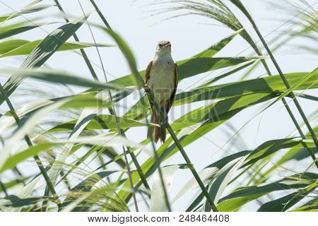 Tawny Pipit, Anthus Campestris Bird