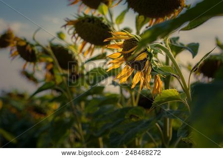Blossoiming Sunflower Feild With Flowers Lit By Sunset Light.