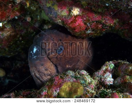 Moray (gymnothorax Unicolor) Hidde In Its Cave