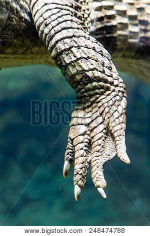 Close-up View Of A Paw With Claws Caiman Crocodilus In Water