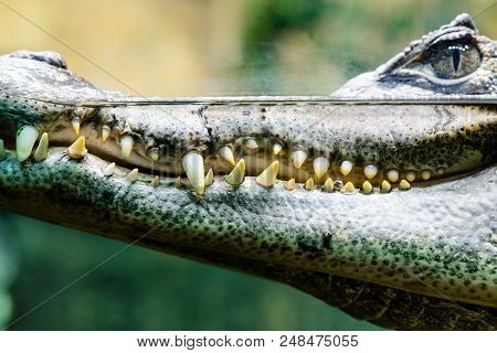 Caiman Crocodilus Profile Closeup With Teeth Showing In Water, Focus On Teeth, With Shallow Depth Of