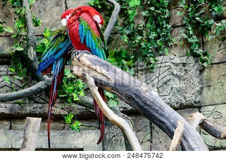 Red-and-green Macaw Ara Chloroptera , Two Parrots Sleeping On A Branch, Focus On The Parrot Shallow 