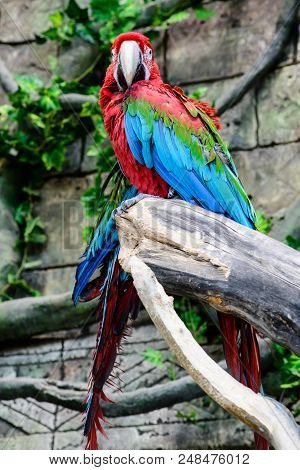 Red-and-green Macaw Ara Chloroptera , Two Parrots On A Branch, Focus On The Parrot Shallow Depth