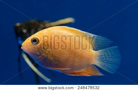Aquarium Fish Severum Floats In The Water