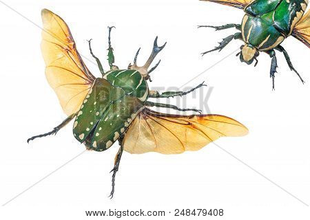 Close-up Of Pronghorn Beetle Lat. Chelorrhina Polyphemus , Burundi, West Zaire