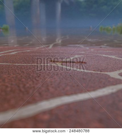 Earthworm Crawling On Red Brick Boat Ramp With River Covered With Fog Blurred Out In Background.