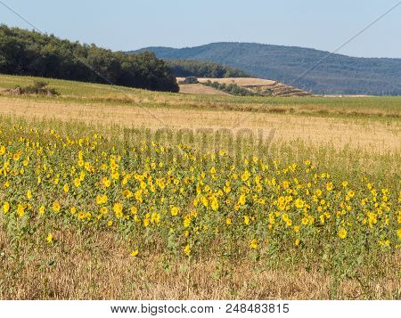 Blooming Sunflowers - Redecilla Del Camino, Castile And León, Spain