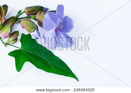 Laurel Clockvine Flower Isolated On White Background