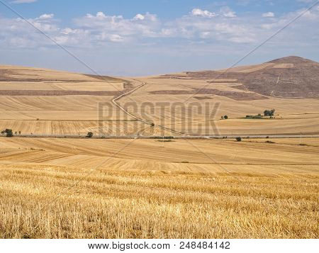 Yellow Autumn Fields - Redecilla Del Camino, Castile And León, Spain