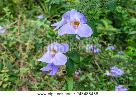 Laurel Clockvine Flower In Nature Garden. Thai Herbs