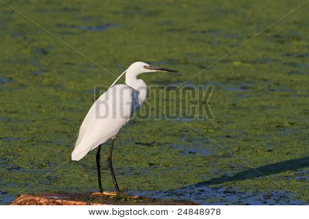 Lille hejre (egretta Garzetta)