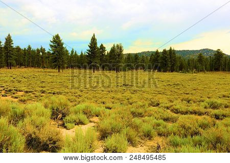 Alpine Meadow Surrounded By A Rural Pine Forest Taken At Holcomb Valley Near Big Bear, Ca
