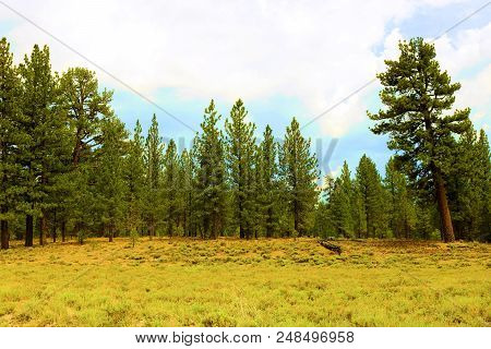 Alpine Meadow Surrounded By A Rural Pine Forest Taken At Holcomb Valley Near Big Bear, Ca