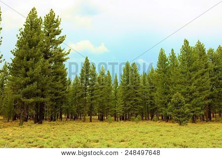 Alpine Meadow Surrounded By A Rural Pine Forest Taken At Holcomb Valley In Big Bear, Ca
