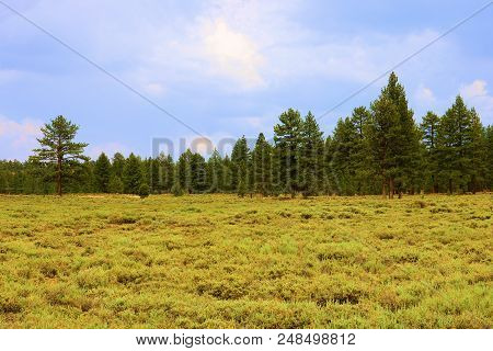 Alpine Meadow Surrounding A Rural Pine Forest Taken At Holcomb Valley In Big Bear, Ca