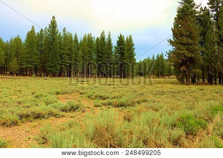 Alpine Meadow Surrounded By A Rural Pine Forest Taken At Holcomb Valley In Big Bear, Ca