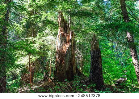 Forest Scene Near The Box Canyon Area In Mount Rainier National Park