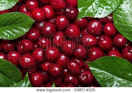 Red Ripe Cherries With Leaves In Drops Of Water. Background