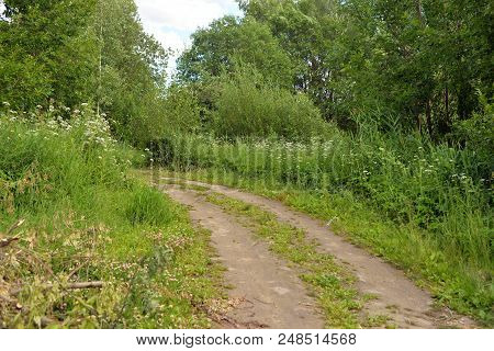 Rural Road In Forest At Cloud Summer Day.