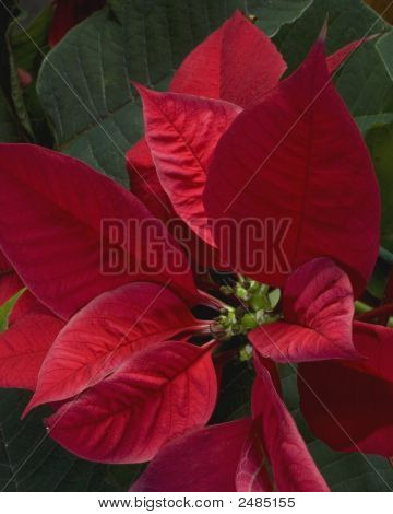 Pointsettia