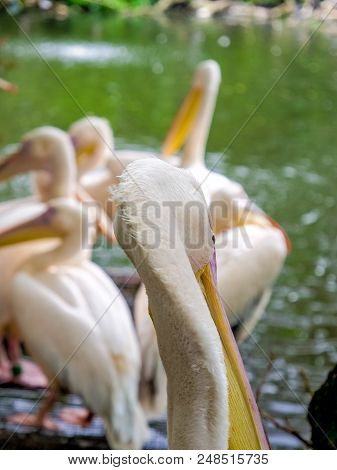 Pelican Close Up From Behind In Amsterdam Zoo Water