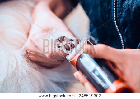 Female Groomer Haircut Pomeranian Dog In The Beauty Salon For Dogs. Toned Image. The Concept Of Popu