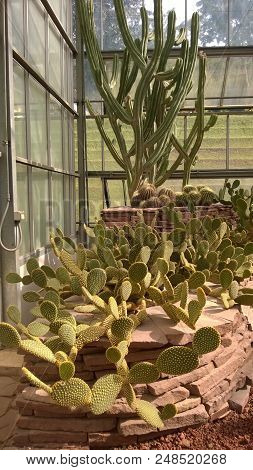 Cactus