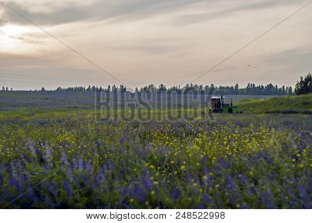 Evening Landscape With Fields Of Blossoming Alfalfa, Stormy Sky And Working Harvesting Agricultural 