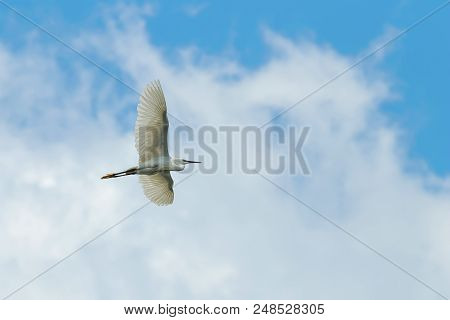 Little Egret In Flight Little Egret In Flight