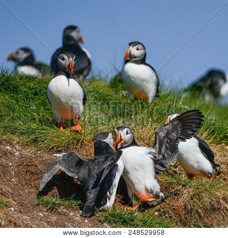 Beautiful Atlantic Puffin Or Comon Puffin Fratercula Arctica In Northumberland England On Bright Spr