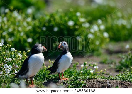 Beautiful Atlantic Puffin Or Comon Puffin Fratercula Arctica In Northumberland England On Bright Spr