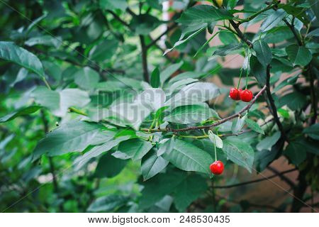 Red And Sweet Cherries On A Branch Just Before Harvest In Early Summer