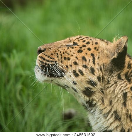 Stunning Close Up Portrait Of Jaguar Panthera Onca In Colorful Vibrant Landscape