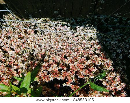 Stonecrop White Growing Near The Fence. White Stonecrop Is Named So For The Amazingly Beautiful Fine