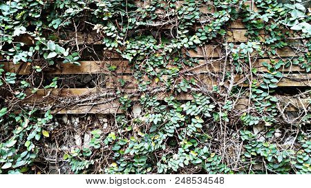 Green Ivy On Old Wooden Fence Background