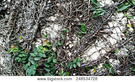 Green Ivy On Old Wooden Fence Background