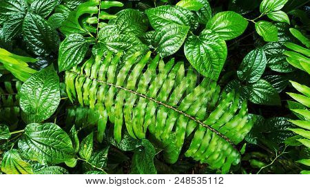 Fresh Tropical Green Leaf Vertical Garden Background.