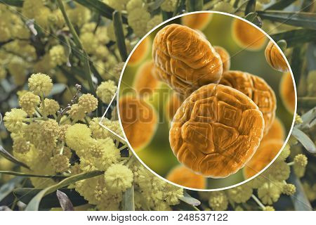 Mimosa Pollen, Close-up View, 3d Illustration, And Photo Of Mimosa Flowers. Pollen Is A Factor Causi