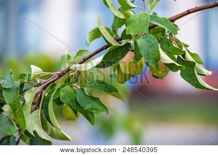 Organic Apples Hanging From A Tree Branch In An Apple Orchard